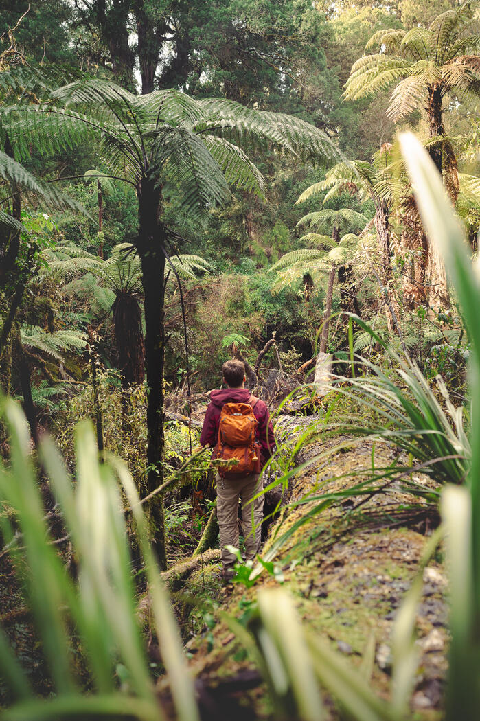 Embracing the breathtaking beauty in one of New Zealand's last primeval forests Photo © Camas Lindbeck