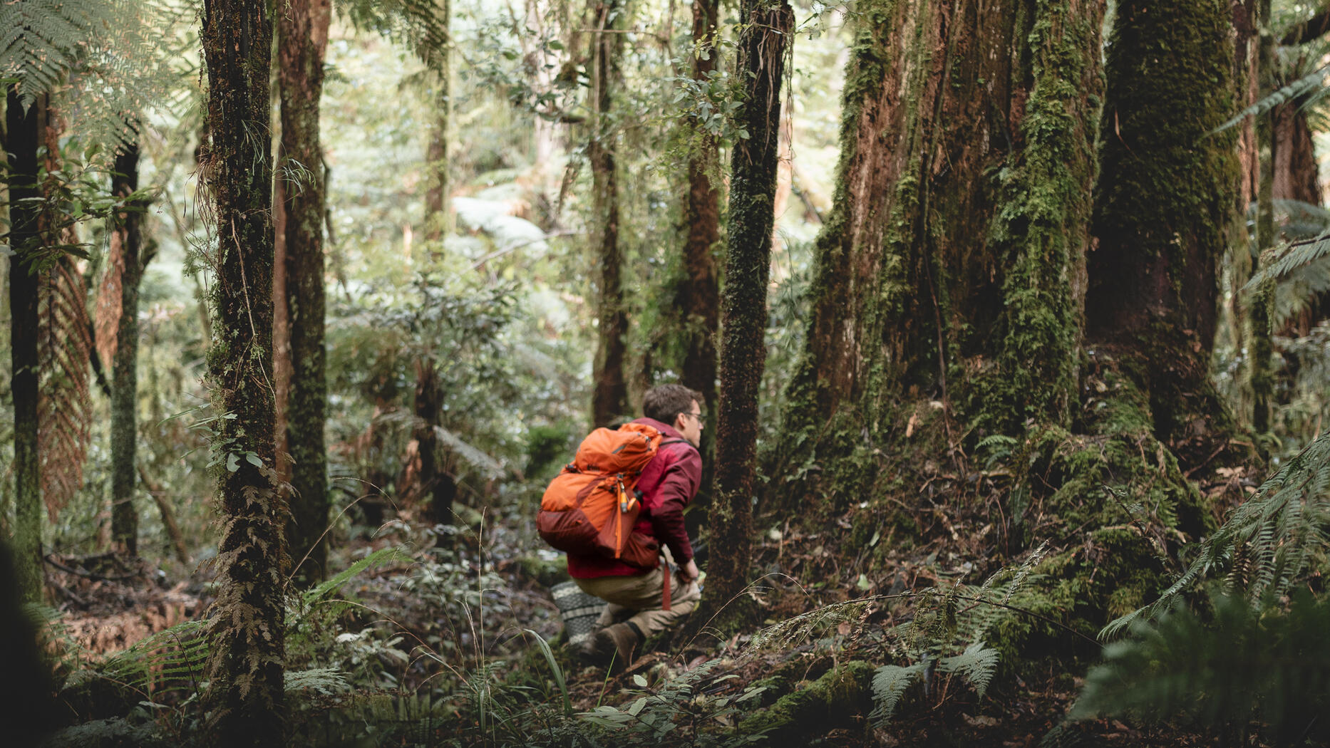 Searching for Psilocybe weraroa, a tiny, brilliant blue orb-shaped psychoactive fungus endemic to New Zealand Photo © Camas Lindbeck